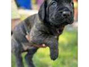 Cane Corso Puppy for sale in Niagara Falls, NY, USA