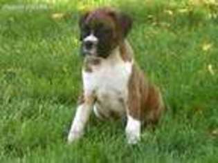 Boxer Puppy for sale in Milford, IN, USA