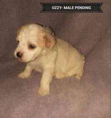 Cavalier King Charles Spaniel Puppy for sale in Mentor, OH, USA