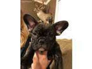 French Bulldog Puppy for sale in New Albany, MS, USA