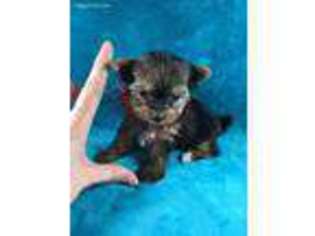 Yorkshire Terrier Puppy for sale in Macon, MS, USA