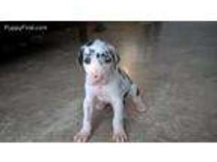 Great Dane Puppy for sale in Sacramento, CA, USA