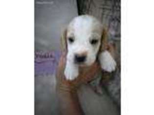 Beagle Puppy for sale in Merced, CA, USA