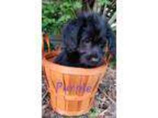 Labradoodle Puppy for sale in Two Rivers, WI, USA