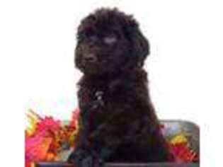 Newfoundland Puppy for sale in Britton, MI, USA