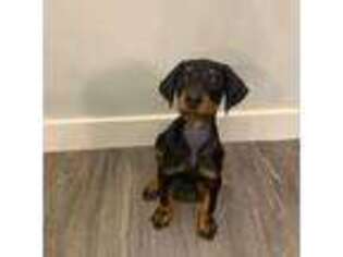 Doberman Pinscher Puppy for sale in Fishers, IN, USA