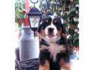 Bernese Mountain Dog Puppy for sale in Cairo, OH, USA