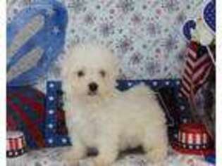 Maltese Puppy for sale in Chanute, KS, USA