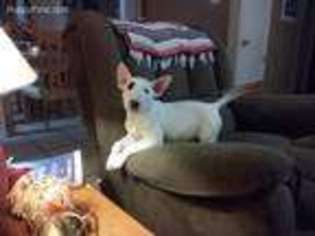 Bull Terrier Puppy for sale in Los Lunas, NM, USA