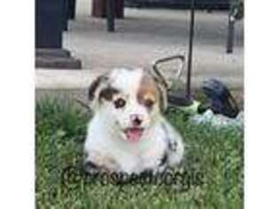 Pembroke Welsh Corgi Puppy for sale in Uniondale, IN, USA
