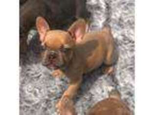 French Bulldog Puppy for sale in Jackson, MI, USA