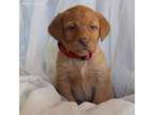 Labrador Retriever Puppy for sale in Paynesville, MN, USA