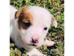 Jack Russell Terrier Puppy for sale in Tulsa, OK, USA