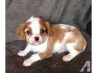 Cavalier King Charles Spaniel Puppy for sale in GREENVILLE, MI, USA