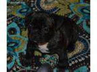 French Bulldog Puppy for sale in Sulphur Springs, TX, USA