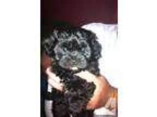 Shih-Poo Puppy for sale in REDWOOD, NY, USA