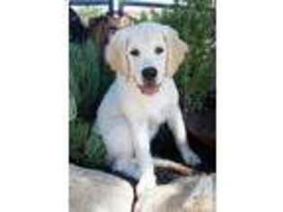 Labrador Retriever Puppy for sale in LA JOLLA, CA, USA