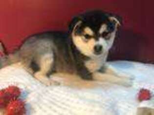 Alaskan Klee Kai Puppy for sale in Farmington, MO, USA