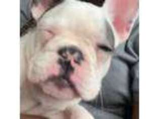 French Bulldog Puppy for sale in Junction City, KS, USA