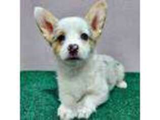 Cardigan Welsh Corgi Puppy for sale in Lacey, WA, USA
