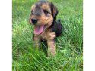 Lakeland Terrier Puppy for sale in Central City, IA, USA