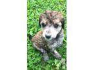 Mutt Puppy for sale in WABASHA, MN, USA