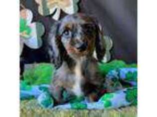 Dachshund Puppy for sale in Pflugerville, TX, USA