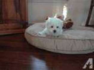 Havanese Puppy for sale in GARNER, NC, USA