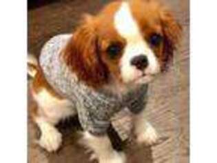 Cavalier King Charles Spaniel Puppy for sale in Charlotte, NC, USA