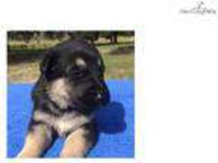 German Shepherd Dog Puppy for sale in Saint Augustine, FL, USA