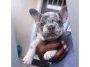 French Bulldog Puppy for sale in Wesley Chapel, FL, USA