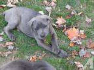 Mutt Puppy for sale in ALUM BANK, PA, USA