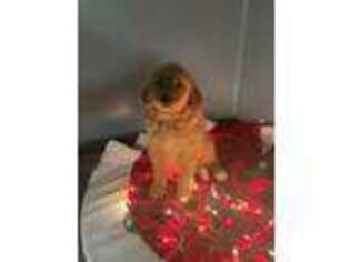 Goldendoodle Puppy for sale in Waukegan, IL, USA