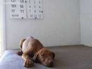 Vizsla Puppy for sale in Edgemont, SD, USA