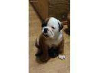 Bulldog Puppy for sale in El Dorado, KS, USA