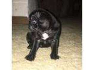 Pug Puppy for sale in Bridgeport, IL, USA