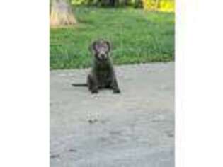 Labrador Retriever Puppy for sale in Anderson, MO, USA