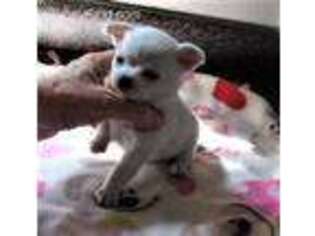 Chihuahua Puppy for sale in Gilbert, SC, USA