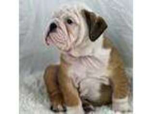Bulldog Puppy for sale in West Columbia, SC, USA