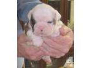 Bulldog Puppy for sale in BONHAM, TX, USA