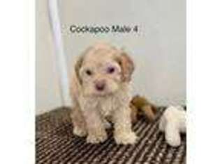 Cock-A-Poo Puppy for sale in Gordonsville, TN, USA