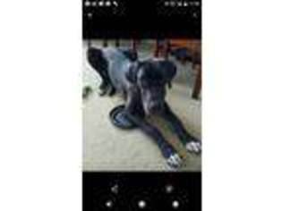 Great Dane Puppy for sale in Wentzville, MO, USA