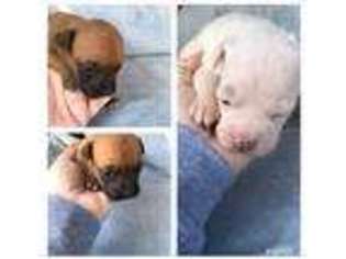 Boxer Puppy for sale in Iva, SC, USA
