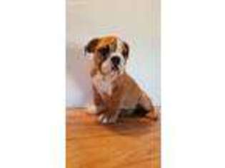 Bulldog Puppy for sale in Auburn, MA, USA