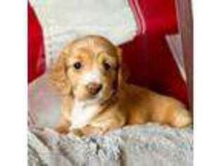 Dachshund Puppy for sale in Stoutland, MO, USA