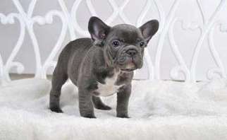 French Bulldog Puppy for sale in Perrysburg, OH, USA