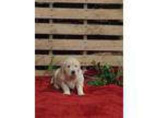 Golden Retriever Puppy for sale in Reinholds, PA, USA