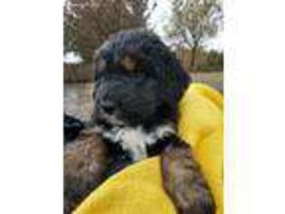 Bernese Mountain Dog Puppy for sale in Arab, AL, USA