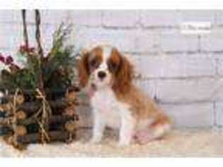 Cavalier King Charles Spaniel Puppy for sale in Columbia, MO, USA