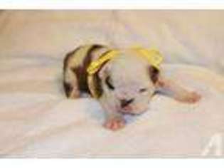 Bulldog Puppy for sale in OWENSBORO, KY, USA